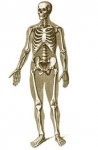 В квартире на Дачном проспекте обнаружен скелет мужчины