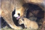 Три львёнка родились в Ленинградском зоопарке