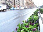 В Петербурге к ПМЭФ высадили 60 тыс. цветов